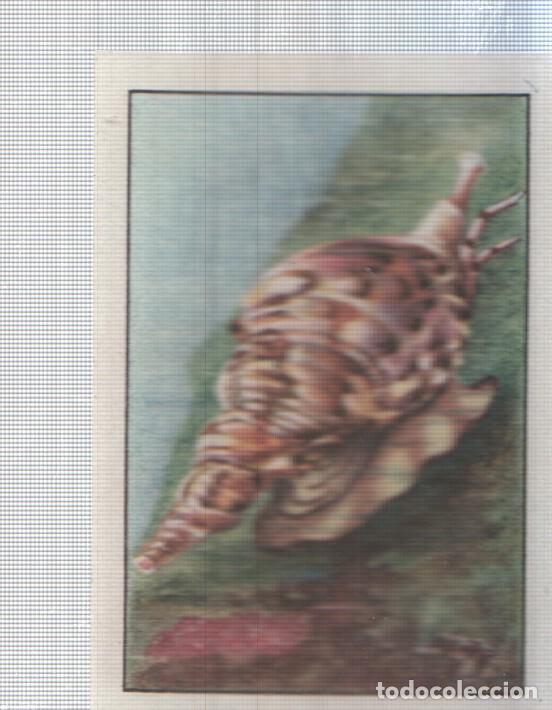 Sports collectibles: Cromo Nestle numerado 056: Fauna marina