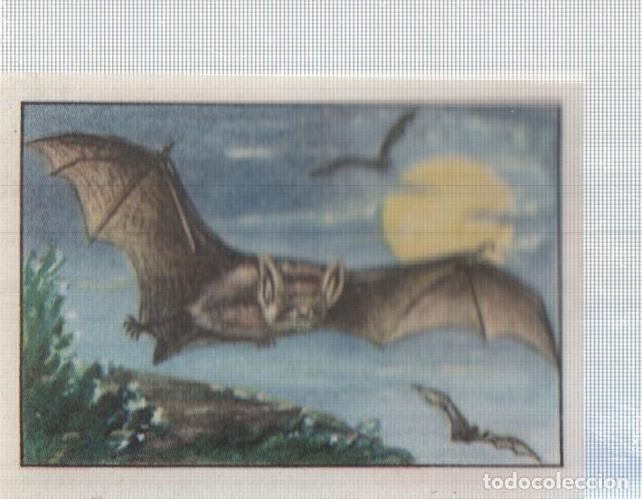 Coleccionismo deportivo: Cromo Nestle numerado 070: Ave nocturna