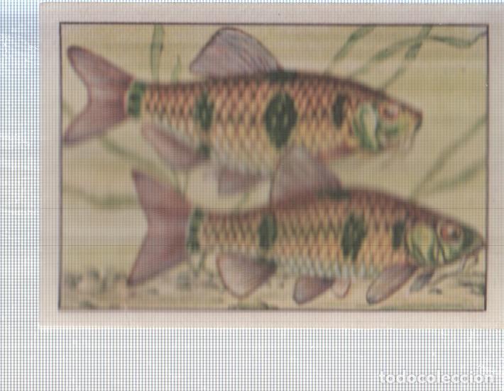 Coleccionismo deportivo: Cromo Nestle numerado 096: Peces