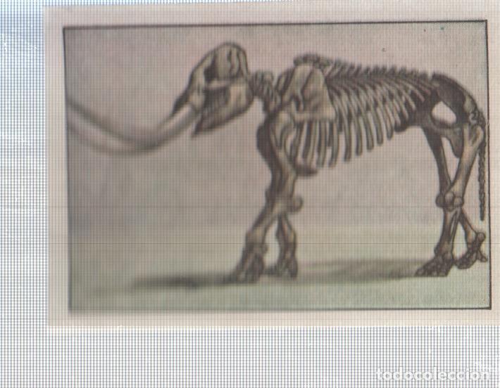 Coleccionismo deportivo: Cromo Nestle numerado 113: esqueleto Elefante