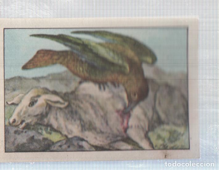 Collectionnisme sportif: Cromo Nestle numerado 155: Fauna