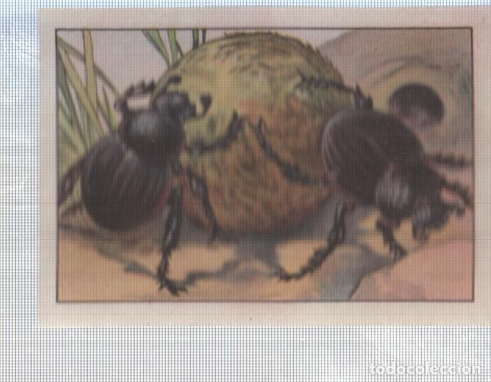 Collectionnisme sportif: Cromo Nestle numerado 168: Escarabajos