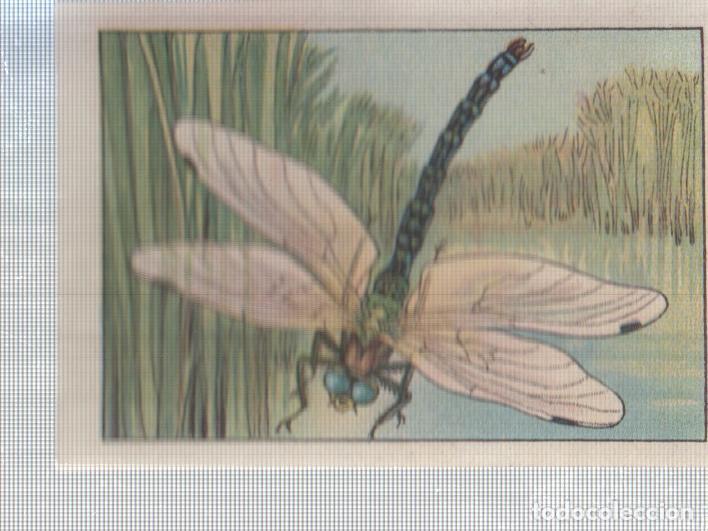 Colecionismo desportivo: Cromo Nestle numerado 186: Libelula