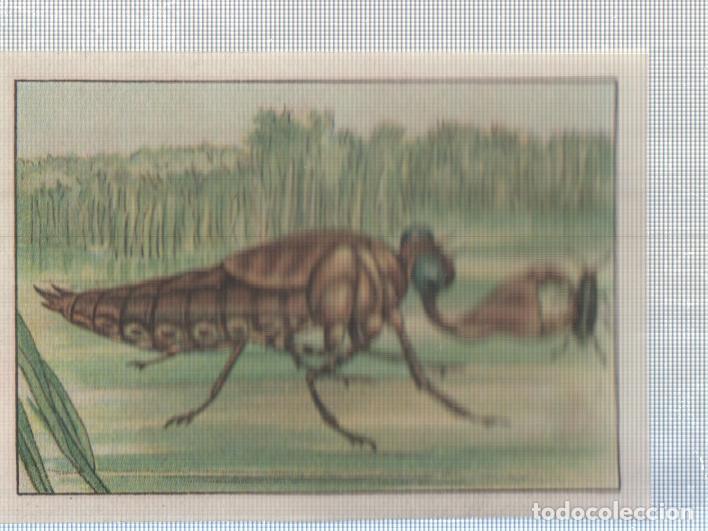 Colecionismo desportivo: Cromo Nestle numerado 190: Libelula