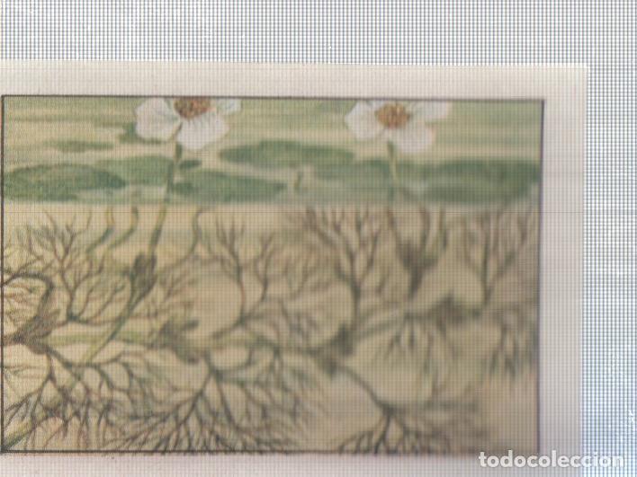 Sports collectibles: Cromo Nestle numerado 196: Flora