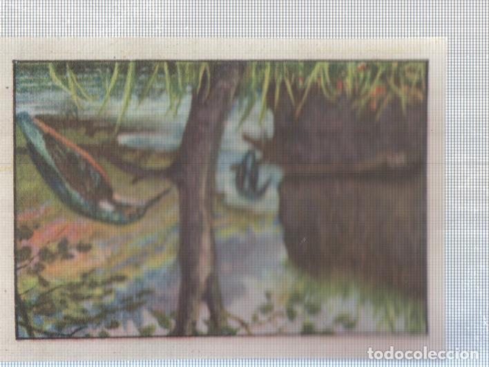 Sports collectibles: Cromo Nestle numerado 201: Aves