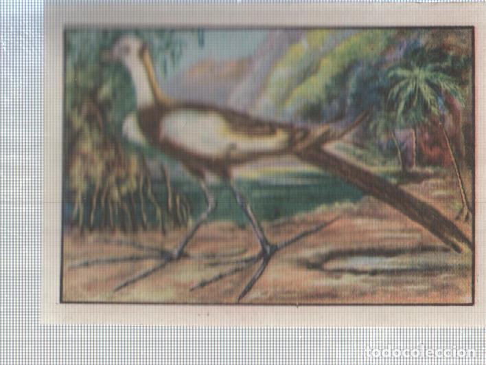 Sports collectibles: Cromo Nestle numerado 211. Ave