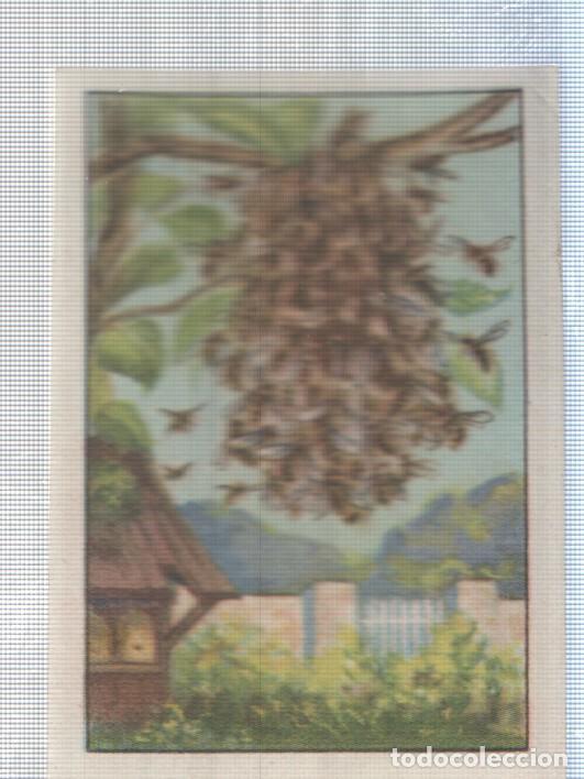 Sports collectibles: Cromo Nestle numerado 231: Insectos