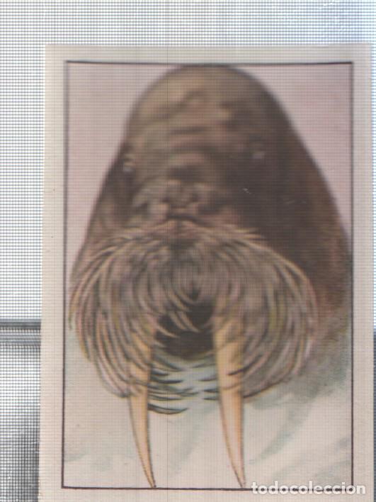 Collectionnisme sportif: Cromo Nestle numerado 244: Morsa