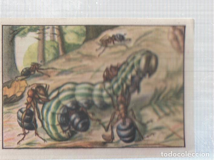 Collectionnisme sportif: Cromo Nestle numerado 247: Oruga