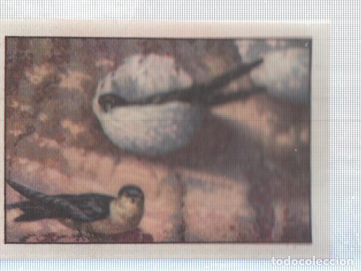 Collezionismo sportivo: Cromo Nestle numerado 256: Aves
