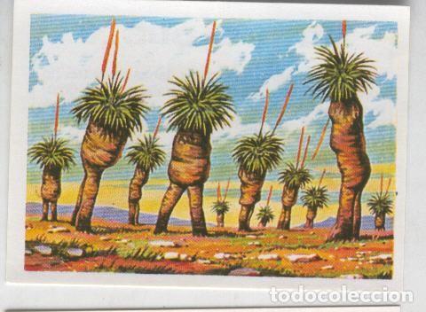 Sammelleidenschaft Sport: Cromos: Sabias que....? numero 58 - Varios