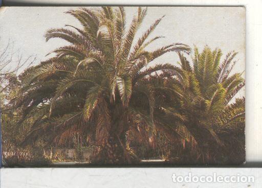 Sammelleidenschaft Sport: Cromos: Arbres de Barcelona numero 58.A: Palmera de Canaries - Varios