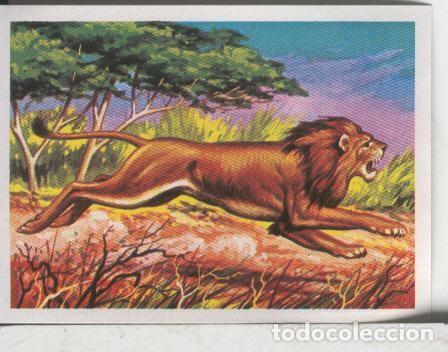 Collezionismo sportivo: Cromos: El Mas y el Menos numero 062: El leon, un rey majestuoso, pero lento - Varios