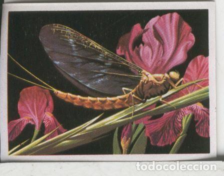 Colecionismo desportivo: Cromos: El Mas y el Menos numero 111: El insecto de vida mas breve - Varios