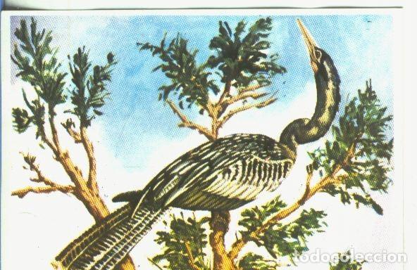 Collezionismo sportivo: Cromos: Historia Natural numero 365 - Varios