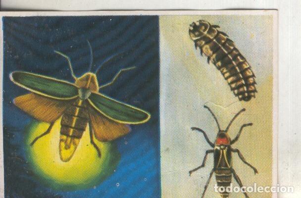 Colecionismo desportivo: Cromos: Historia Natural numero 193 - Varios