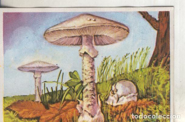 Sports collectibles: Cromos: Historia Natural numero 438 - Varios