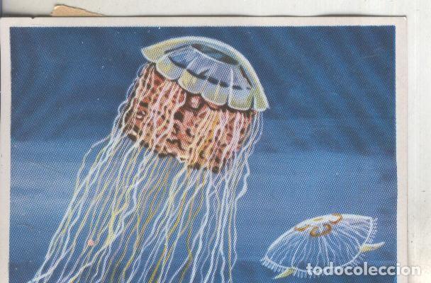 Coleccionismo deportivo: Cromos: Historia Natural numero 218 - Varios