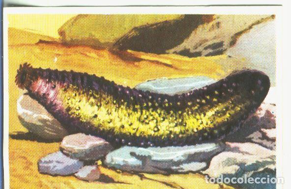 Coleccionismo deportivo: Cromos: Historia Natural numero 360 - Varios