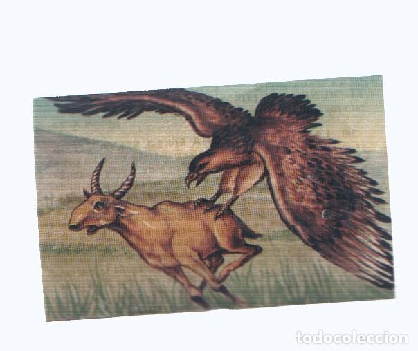 Collezionismo sportivo: Cromos: de la Selva Misteriosa a los abismos del mar: numero 090: La muerte acecha en la selva