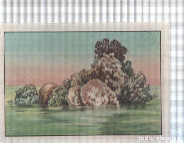 Colecionismo desportivo: Cromo Nestle numerado 029: Coral