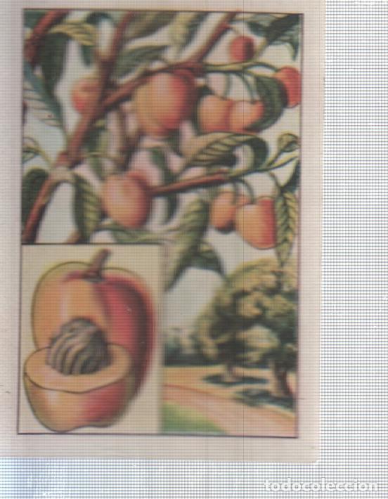 Colecionismo desportivo: Cromo Nestle numerado 037: Flora