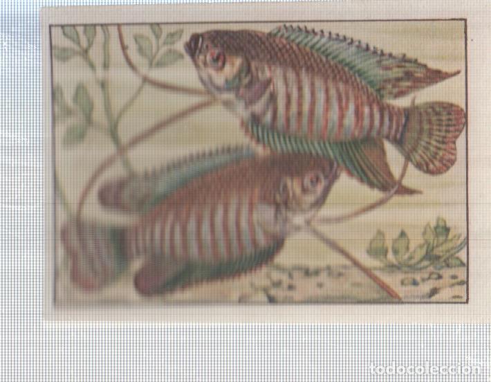 Colecionismo desportivo: Cromo Nestle numerado 094: Peces