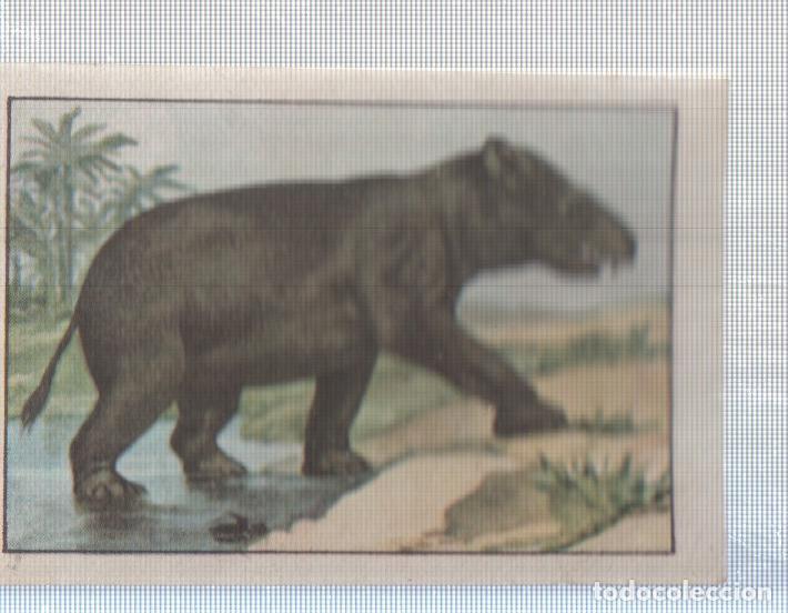 Colecionismo desportivo: Cromo Nestle numerado 114: Okapi