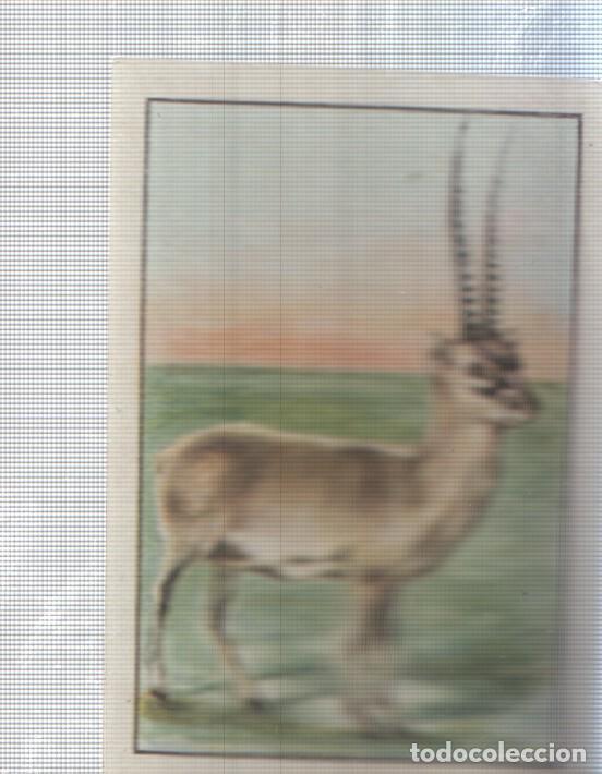 Colecionismo desportivo: Cromo Nestle numerado 137: Fauna