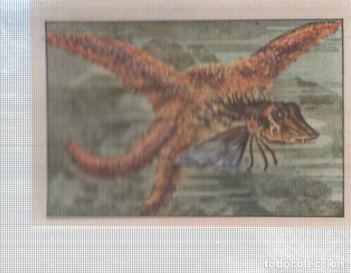 Colecionismo desportivo: Cromo Nestle numerado 157: Estrella de mar