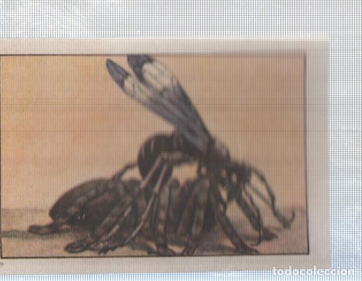 Colecionismo desportivo: Cromo Nestle numerado 159: Insectos