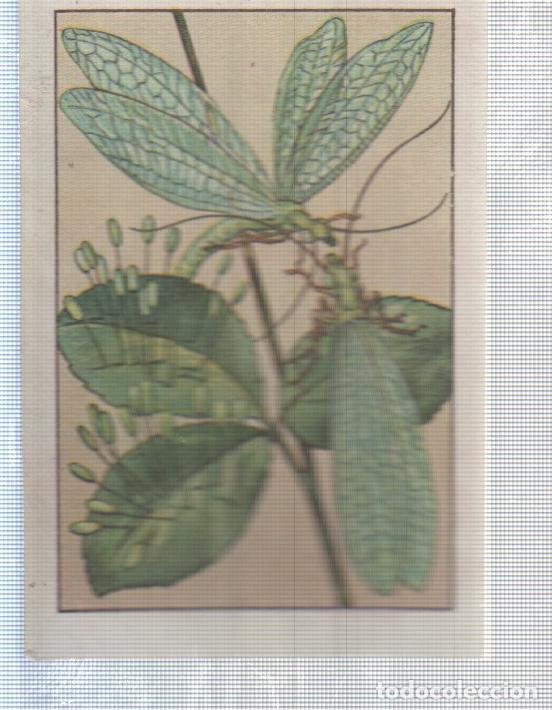 Colecionismo desportivo: Cromo Nestle numerado 169: Libelulas