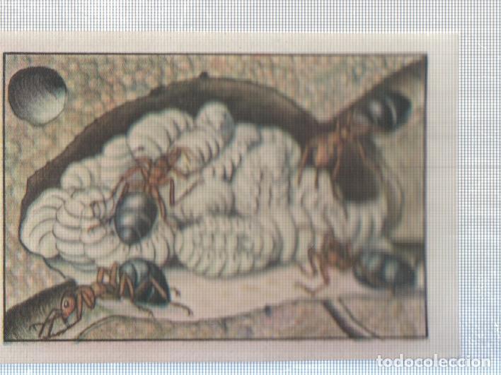 Collezionismo sportivo: Cromo Nestle numerado 237: Insectos