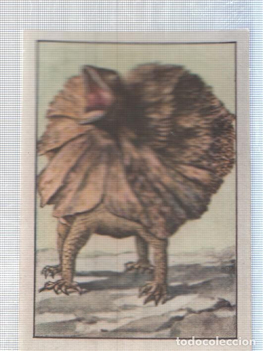 Collezionismo sportivo: Cromo Nestle numerado 243: Fauna