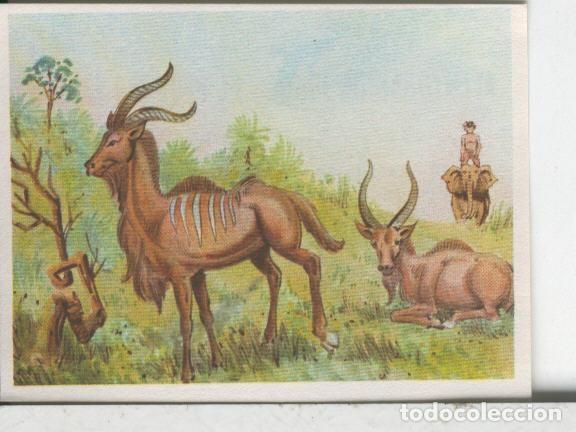 Coleccionismo deportivo: Cromos: Aventuras de Jorge, el Peque&ntilde;o Tarzan, autor Gigarpe numero 060 - Varios