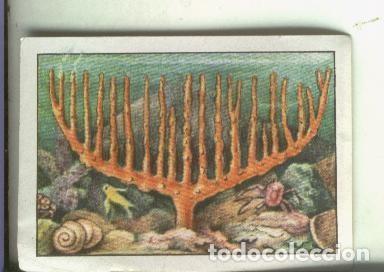 Collectionnisme sportif: Cromo: Curiosidades del Universo serie numero 6 numero 6 - Varios