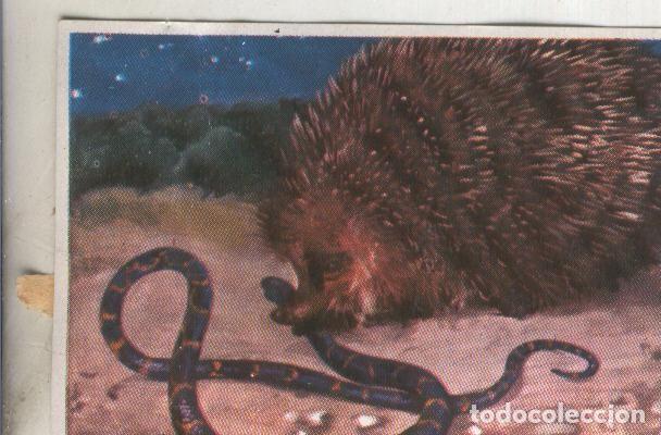 Collectionnisme sportif: Cromos: Historia Natural numero 111 - Varios