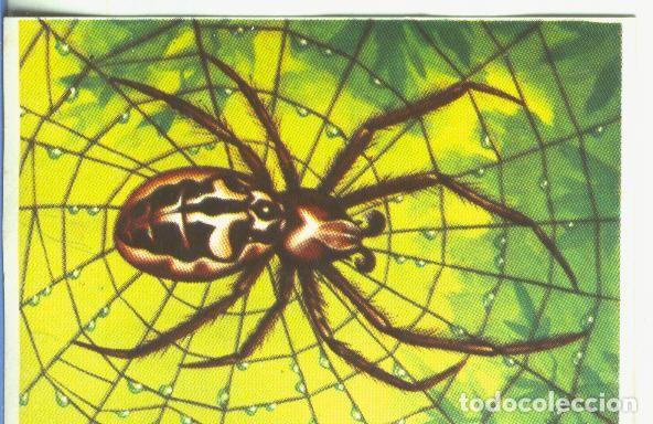 Collectionnisme sportif: Cromos: Historia Natural numero 129 - Varios