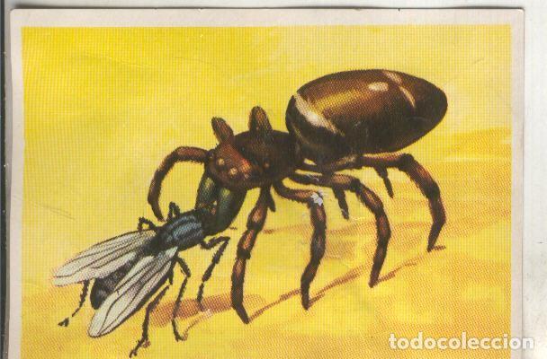 Collectionnisme sportif: Cromos: Historia Natural numero 130 - Varios