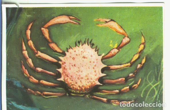 Colecionismo desportivo: Cromos: Historia Natural numero 138 - Varios