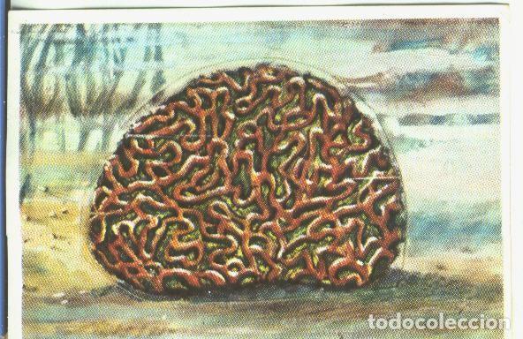 Collectionnisme sportif: Cromos: Historia Natural numero 147 - Varios