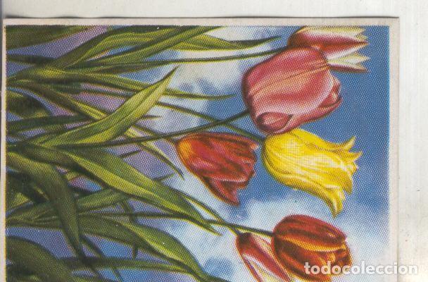 Collectionnisme sportif: Cromos: Historia Natural numero ?: Tulipan - Varios