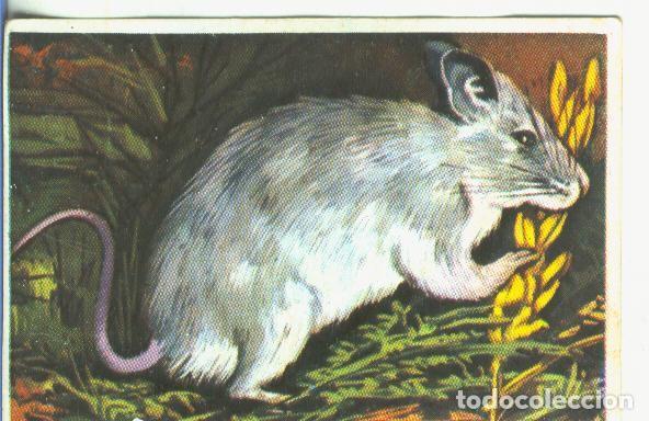 Sammelleidenschaft Sport: Cromos: Historia Natural numero 172 - Varios