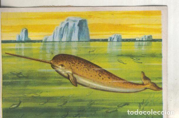 Collezionismo sportivo: Cromos: Historia Natural numero 189 - Varios