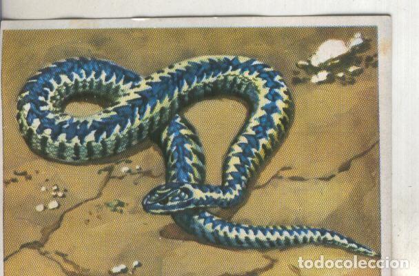 Collezionismo sportivo: Cromos: Historia Natural numero 220 - Varios