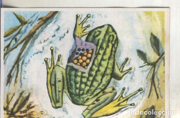 Collezionismo sportivo: Cromos: Historia Natural numero 234 - Varios