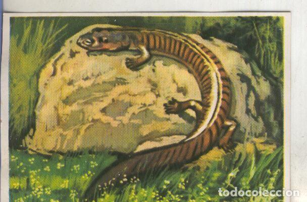 Collezionismo sportivo: Cromos: Historia Natural numero 239 - Varios