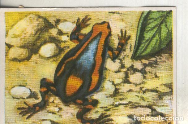 Coleccionismo deportivo: Cromos: Historia Natural numero 229 - Varios