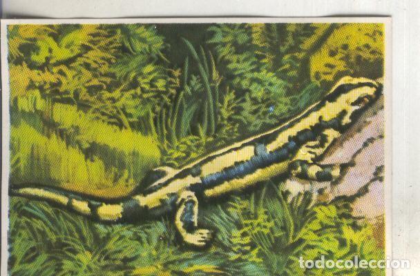 Colecionismo desportivo: Cromos: Historia Natural numero 228 - Varios